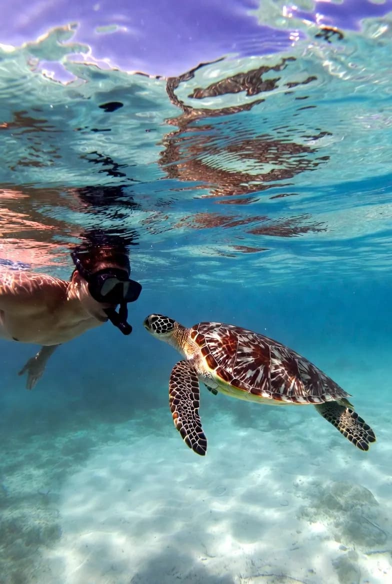 Photograph of a sea turtle hatchling on wet sand at the water's edge.